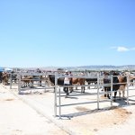 Hayvan Pazarında Bayram Mesaisi Başladı
