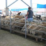 Hayvan Pazarında Bayram Mesaisi Başladı