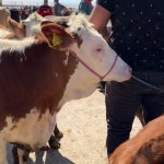 Hayvan Pazarında Bayram Mesaisi Başladı