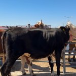 Hayvan Pazarında Bayram Mesaisi Başladı