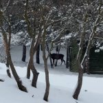 Çorum Belediyesi doğadaki canlıları unutmuyor 