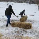 Çorum Belediyesi doğadaki canlıları unutmuyor 