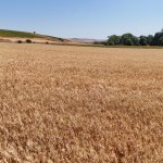 80 Dönümlük Buğday Tarlasında Hasat Başladı