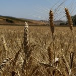 80 Dönümlük Buğday Tarlasında Hasat Başladı