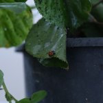 Yaprak Bitine Karşı Biyolojik Mücadele