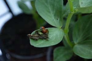 Yaprak Bitine Karşı Biyolojik Mücadele