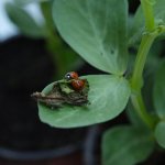 Yaprak Bitine Karşı Biyolojik Mücadele