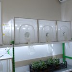 Yaprak Bitine Karşı Biyolojik Mücadele