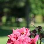 Yaprak Bitine Karşı Biyolojik Mücadele