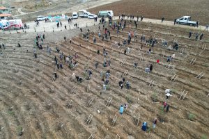 Nadık Şehir Ormanı’nda İlk Ağaçlar Toprakla Buluştu