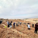 Nadık Şehir Ormanı’nda İlk Ağaçlar Toprakla Buluştu