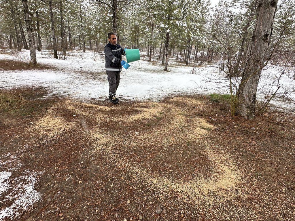 Çorum Belediyesi Soğuk Kış Günlerinde Yaban Hayvanlarını Unutmadı