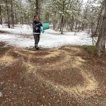 Çorum Belediyesi Soğuk Kış Günlerinde Yaban Hayvanlarını Unutmadı