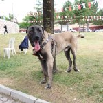 ÇOBAN KÖPEKLERİ GÖRÜCÜYE ÇIKTI