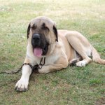 ÇOBAN KÖPEKLERİ GÖRÜCÜYE ÇIKTI
