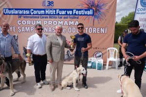 ÇOBAN KÖPEKLERİ GÖRÜCÜYE ÇIKTI