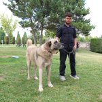 ÇOBAN KÖPEKLERİ GÖRÜCÜYE ÇIKTI
