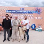 ÇOBAN KÖPEKLERİ GÖRÜCÜYE ÇIKTI
