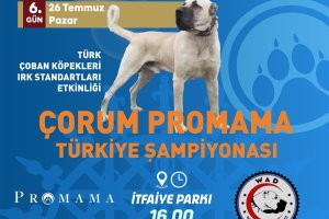ÇORUM PROMAMA TÜRKİYE YARIŞMASI